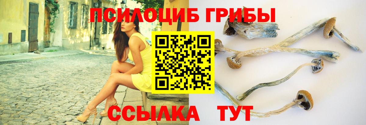 Галлюциногенные грибы Psilocybe Астрахань